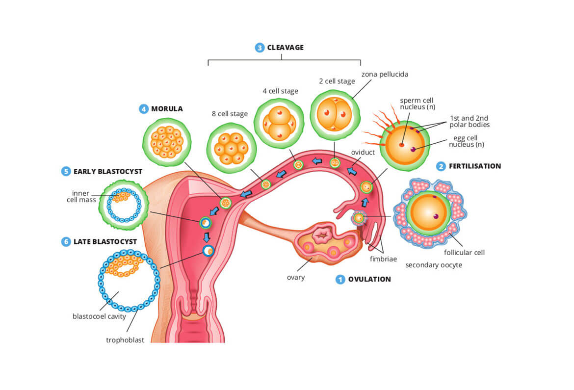 Blastocyst Implant