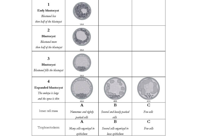 Embryo quality