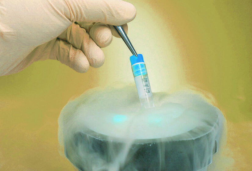 Egg freezing process